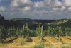 toscana.jpg