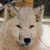 wolf1.jpg