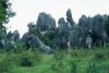 StoneForest.jpg
