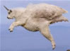 FlyingGoat.jpg