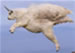 FlyingGoat.jpg