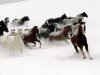 horses in snow.jpg