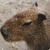 capybara avatar.gif