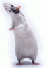 ratboy.gif