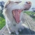 woof2.jpg