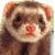 ferret.jpg