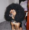 afrodog.jpg