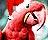 red santa parrot.jpg