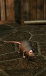 Cranium Rat